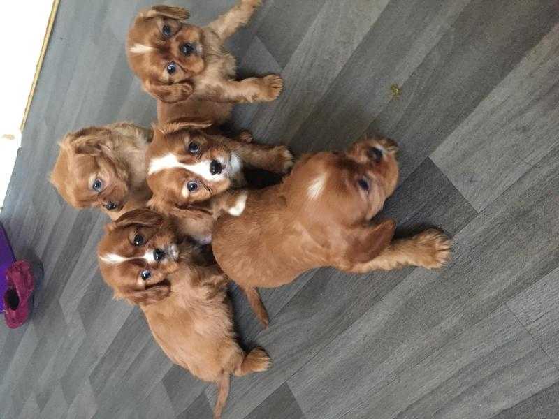 Beautiful Cavalier King Charles Spaniel puppies