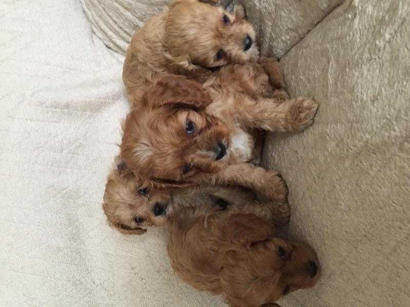 Beautiful Cavapoo Puppies