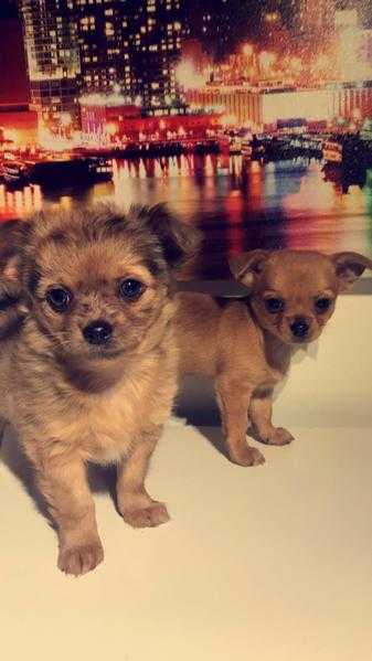 Beautiful Chihuahua Puppies