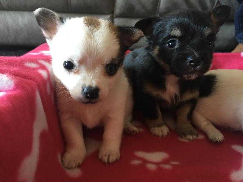 Beautiful chihuahua puppies