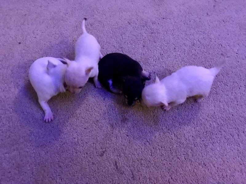 Beautiful Chihuahua Puppies For Sale