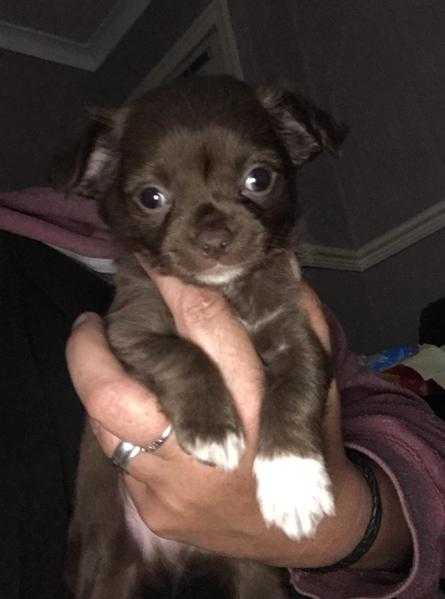 beautiful chihuahua puppy for sale