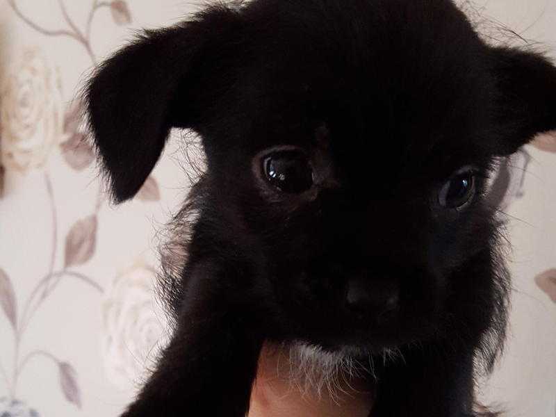 beautiful chihuahua x lhaso apso puppies