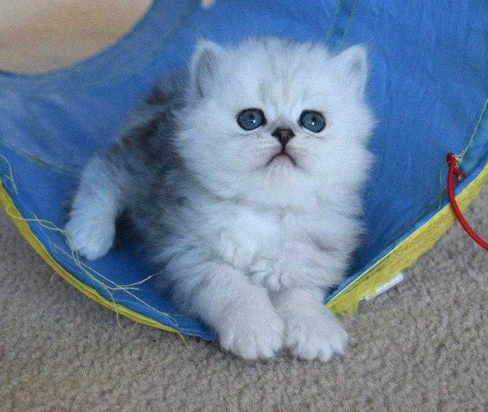 Beautiful  Chinchilla Persian kittens