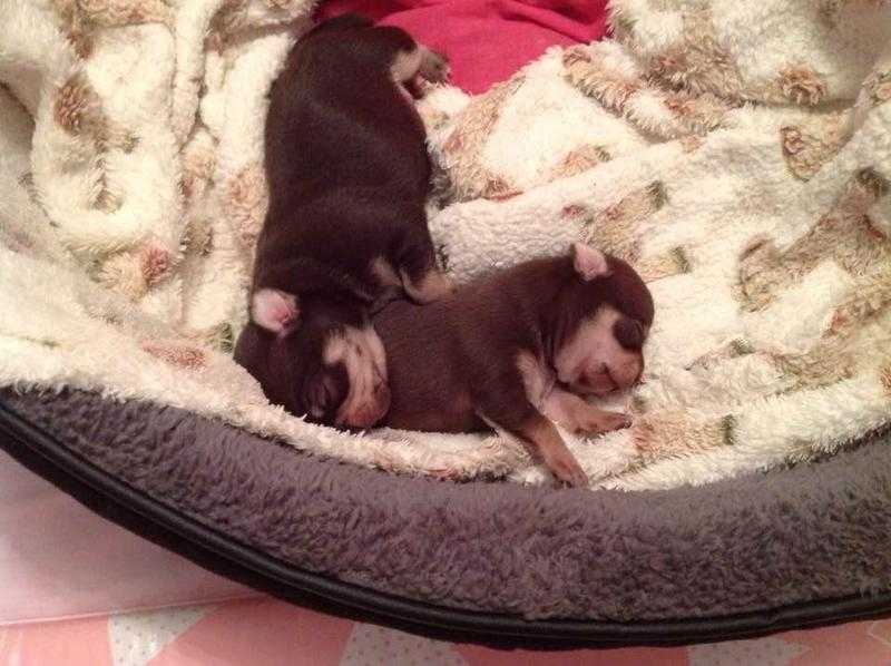 Beautiful chocolate puppies