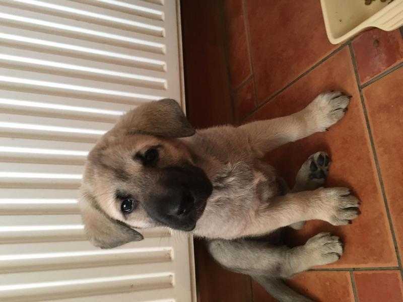 Beautiful chunky Shepherd cross pups for sale