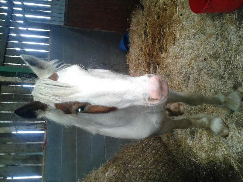 Beautiful cob mare