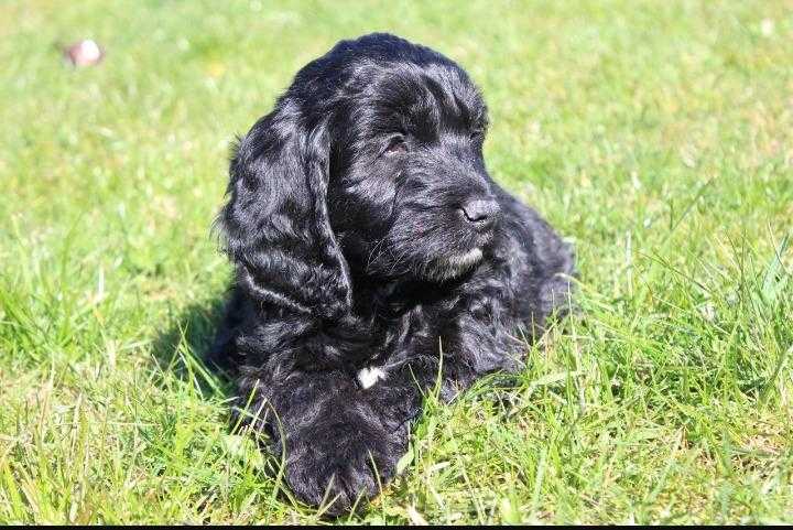 Beautiful cockapoo puppies