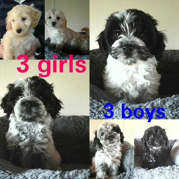 beautiful cockapoo puppies