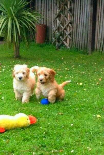 Beautiful cockapoo puppies