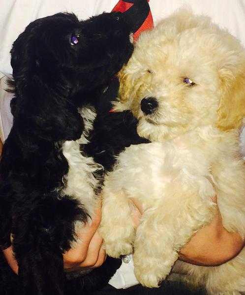 Beautiful cockapoo pups for sale