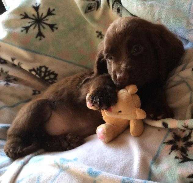 BEAUTIFUL COCKER SPANIEL BOYS READY NOW .