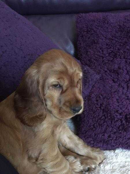 Beautiful Cocker Spaniel Girl