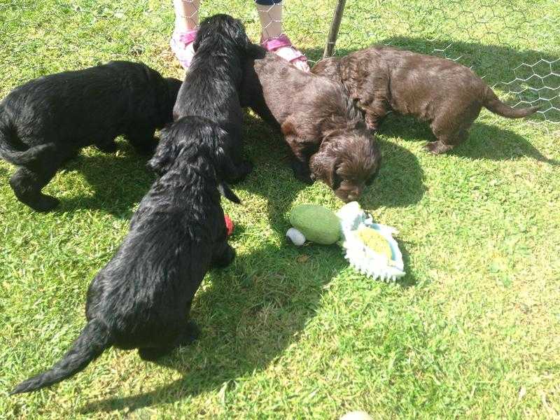 Beautiful cocker spaniel puppies