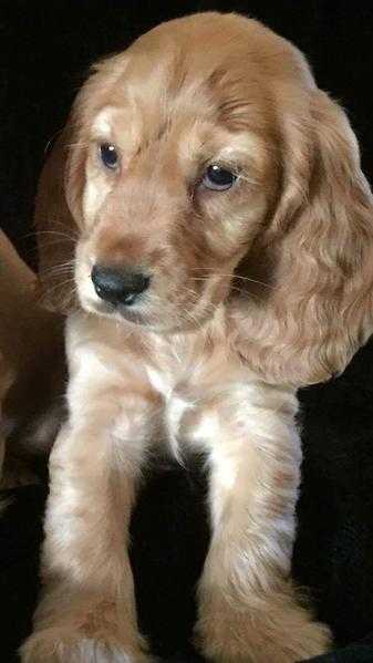 Beautiful cocker spaniel puppies