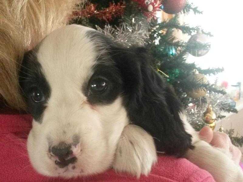 Beautiful cocker spaniels puppies