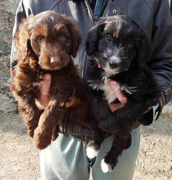 Beautiful Collie doodle pupps