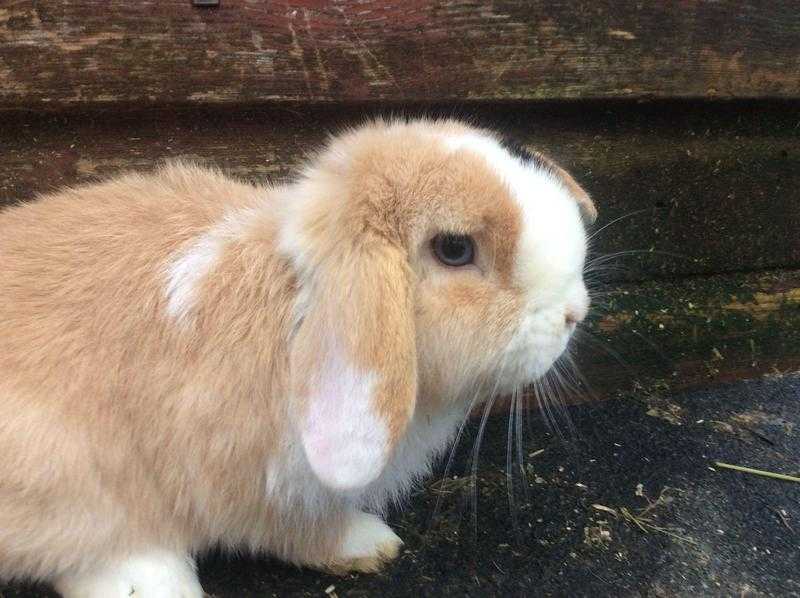 Beautiful coloured mini lop 15 weeks old