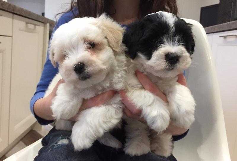 Cotonoodle puppies deals for sale