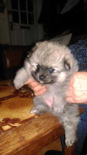 Beautiful cream sable pomeranian female puppy for sale