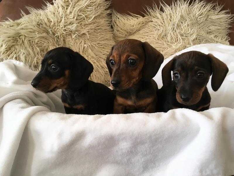 Beautiful dachshund puppies