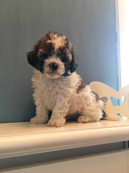 Beautiful Daisy puppies Shih tzu, Toy Poodle, Bichon