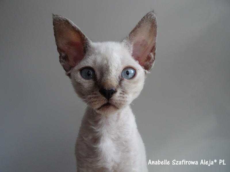 Beautiful Devon Rex kittens 3 months old with pedigree