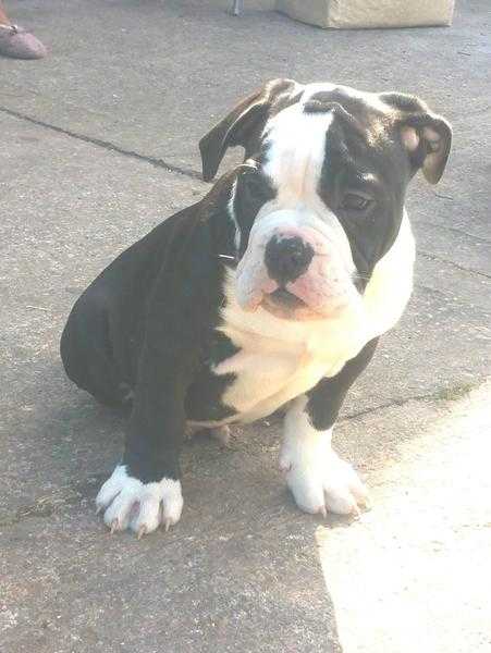 Beautiful English bulldog puppies ready now