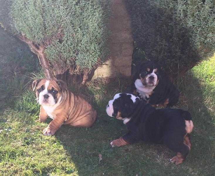 Beautiful English bulldog pups