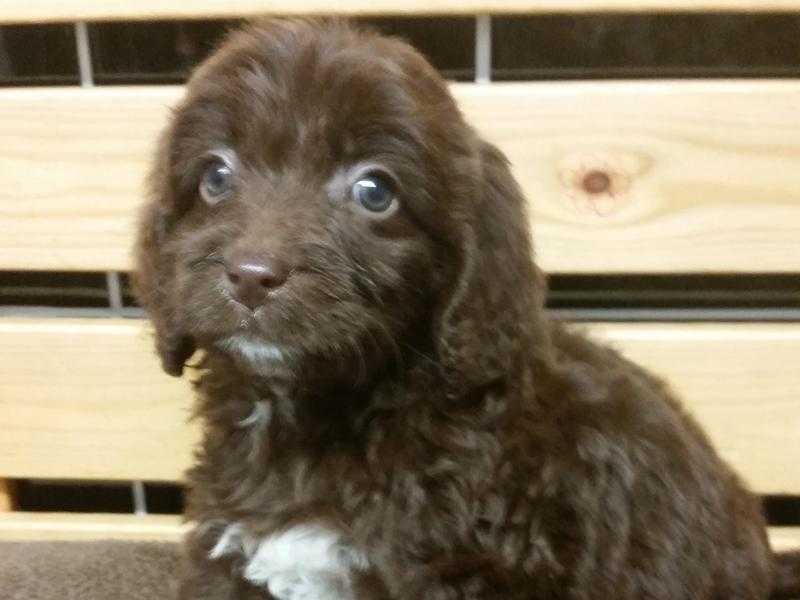 Beautiful F1 Cockerpoo Puppies