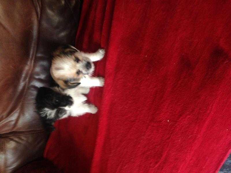 Beautiful family raised Jack Russel X Lhasa apso puppies