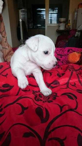 Beautiful fantastic temperament Jack Russell Puppies ready to go to good for ever home 25 of this mo