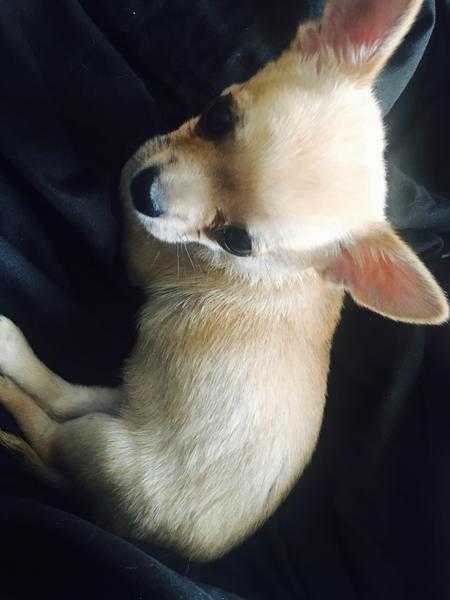Beautiful fawn and red chihuahua male puppy for sale