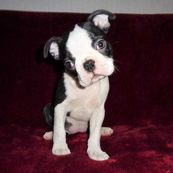 Beautiful Female Boston Terrier Puppy