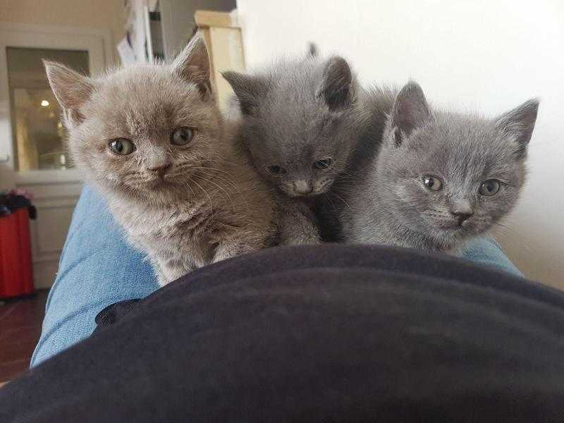 Beautiful female British Sorthair kittens