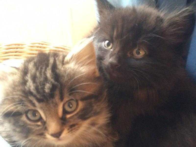 Beautiful Fluffy Kittens For Sale