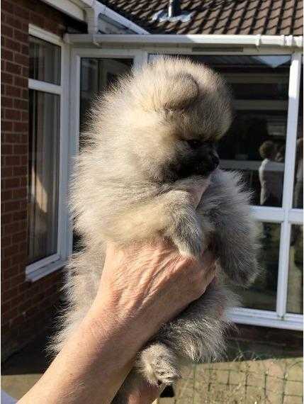 Beautiful, fluffy Pomeranian Puppies For Sale