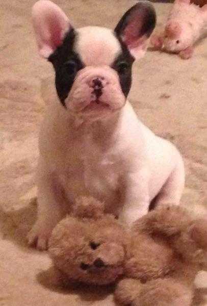 Beautiful French Bulldog Puppies