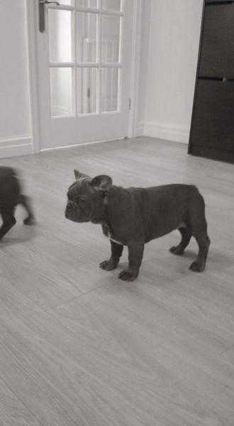 Beautiful French Bulldog Puppies Blue.