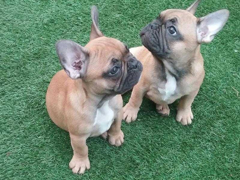 BEAUTIFUL FRENCH BULLDOG PUPS FROM 990 INC DOUBLE, TRIPLE amp QUAD CARRIERS