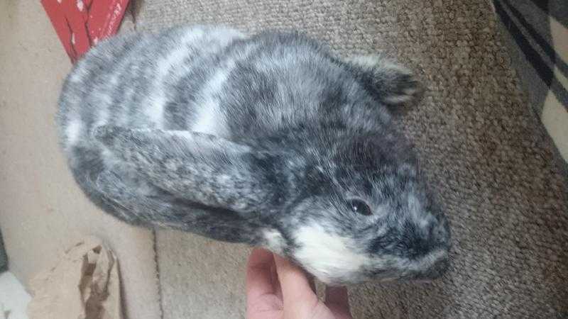 Beautiful friendly Rabbit needs a loving home