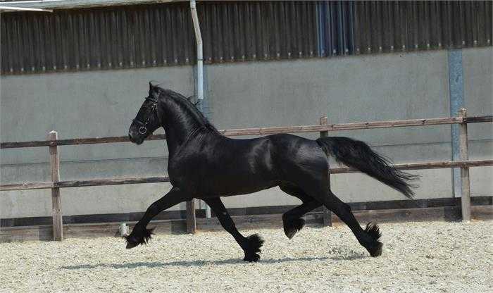 Beautiful Friesian Gelding for Sale