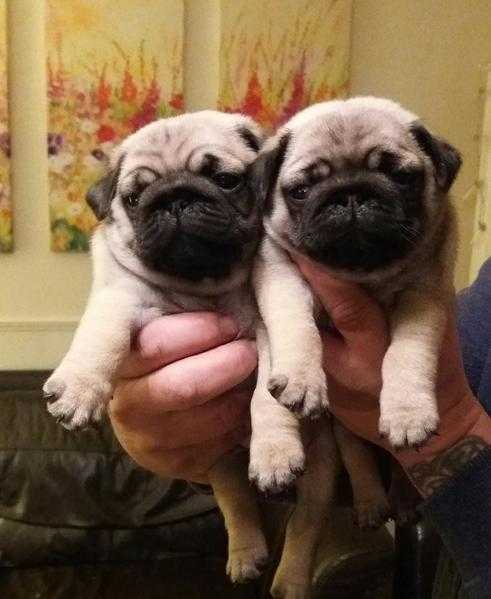 Beautiful Full Pedigree Pug Puppies Available