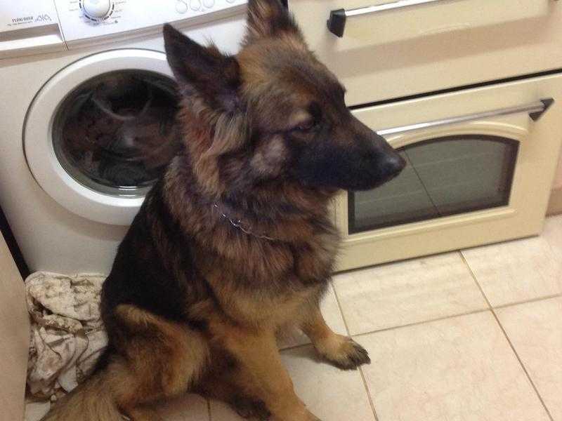 Beautiful German Shepherd Male needs new home.