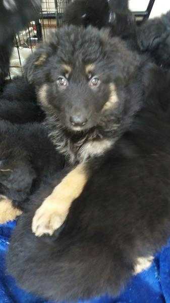 BEAUTIFUL GERMAN SHEPHERD PUPPIES