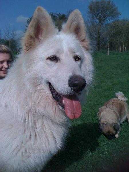 Beautiful German Shepherd stud dog