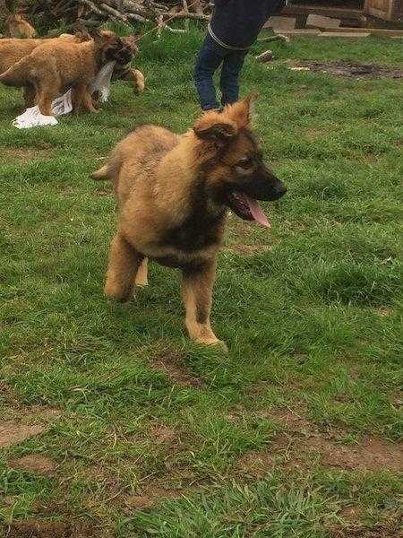 Beautiful German Sherpherd puppies