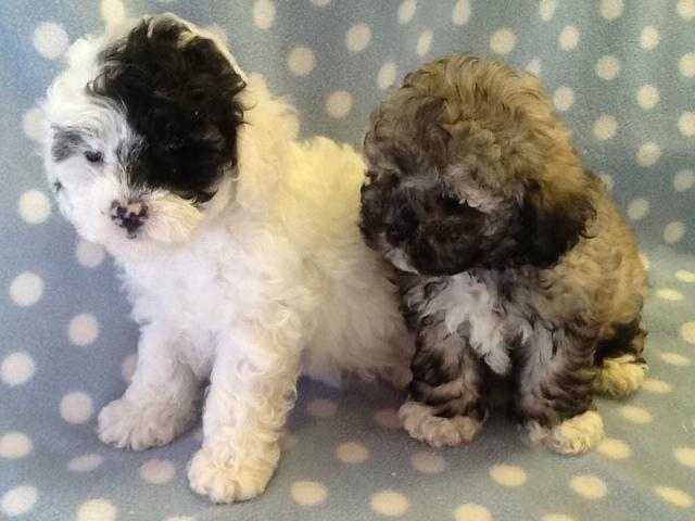 BEAUTIFUL GIRL SHIH-POO PUPPIES, LOW SHEDDING ready feb