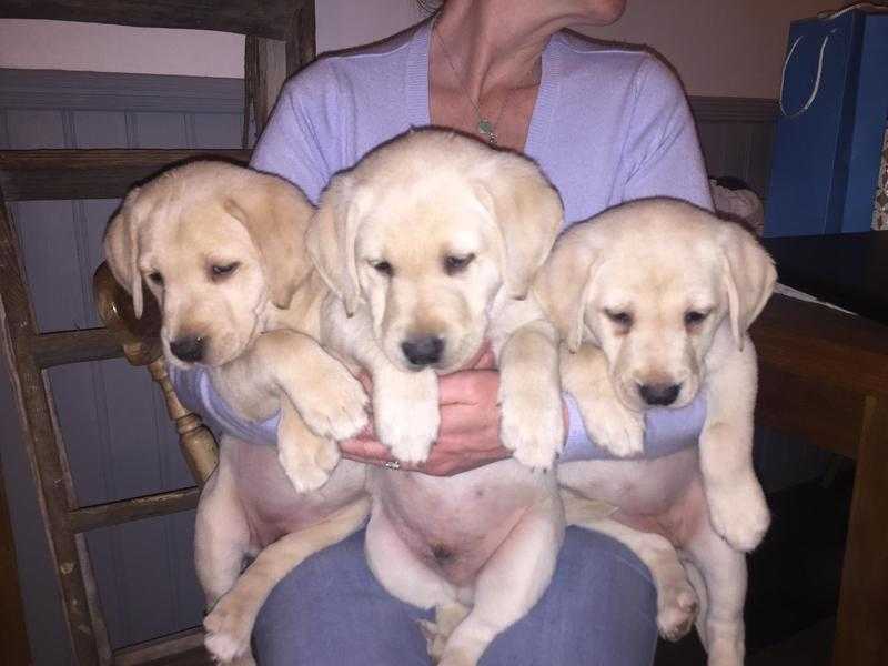 Beautiful Golden Labradors