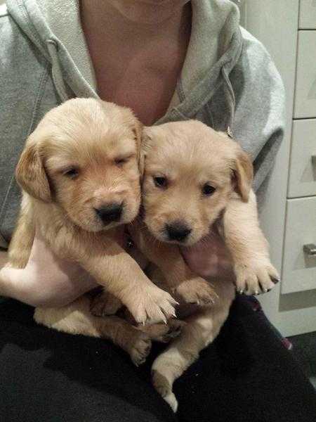 Beautiful Golden Retriever Pups For Sale